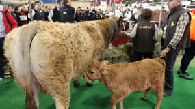 Une vache lors du Salon de l'Agriculture 2020.