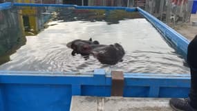 Jumbo, l'hippopotame du cirque Zavatta, à Marseille en novembre 2024. 