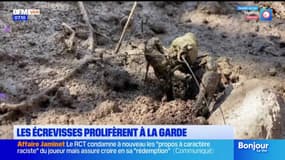 Var: les écrevisses de Louisiane prolifèrent à La Garde et menacent la biodiversité