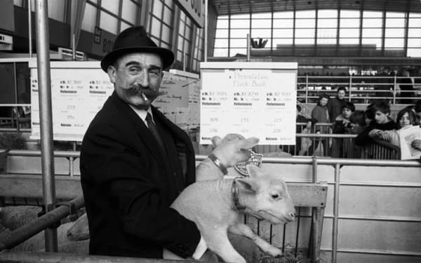 Un éleveur présent de ses deux animaux lors du Salon de l'agriculture en 1971.