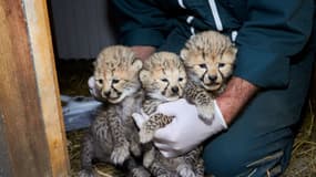 Les trois bébés guépards juste après leur naissance au zoo de La Palmyre.