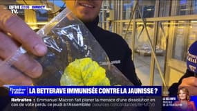 Une nouvelle semence de la betterave sucrière immunisée contre le virus de la jaunisse 
