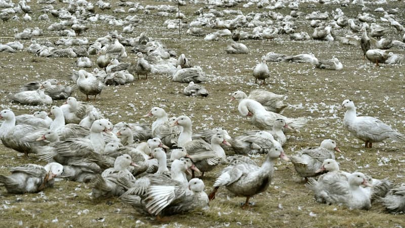 Des canards, à Bourriot-Bergonce, dans l'ouest. (Photo d'illustration)