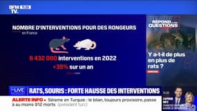 Y a-t-il de plus en plus de rats et souris en ville? BFMTV répond à vos questions