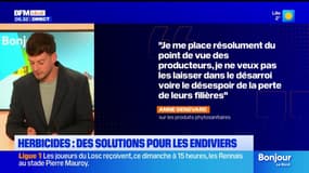 Herbicides: des solutions pour les endiviers