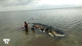 En Indonésie, ce cachalot avait 6 kilos de plastique dans le ventre