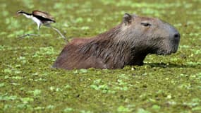 Un capybara dans la réserve naturelle de La Aurora, en Colombie, le 9 avril 2021. (Photo d'illustration)