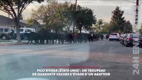 Aux États-Unis, un troupeau de quarante vaches s'évade d'un abattoir