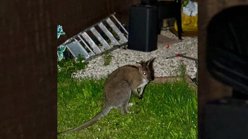 L'un des wallabies en fuite capturé à Wattrelos et remis à la Belgique par les secours, le 22 juillet 2025
