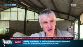 "C'est une histoire d'affects, de tripes, de cœur que l'on perd", face aux attaques d'ours, éleveurs et élus de l'Ariège vont manifester à Toulouse  