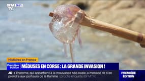 En Corse, le littoral envahit par les méduses