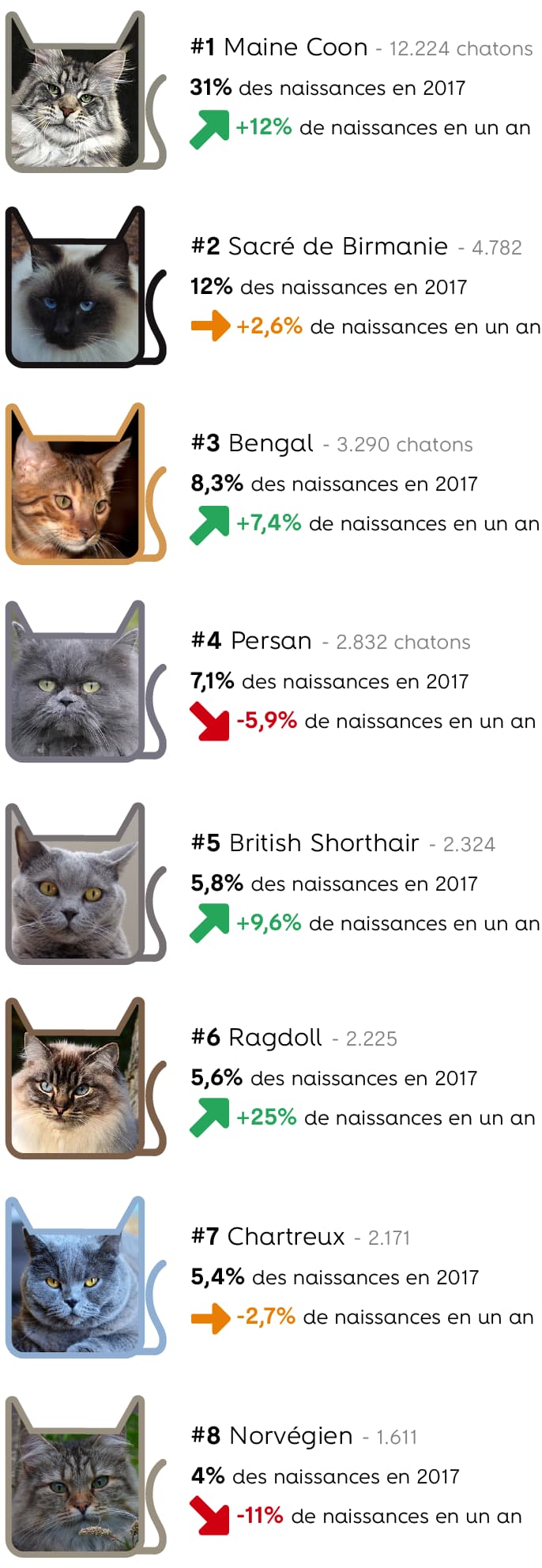 INFOGRAPHIE – Les races de chat les plus populaires en France