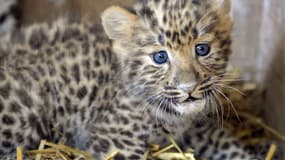 Un bébé léopard de Mandchourie né au Parc des félins, de Nesles, au sud-est de Paris, en 2010.