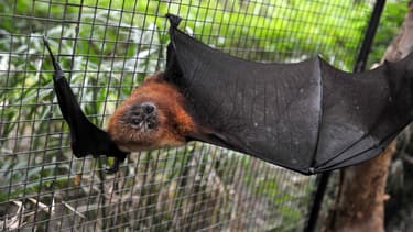 La roussette est l'un des animaux emblématiques de la collectivité.