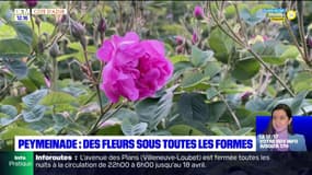 Alpes-Maritimes: à la découverte d'un domaine familial où l'on cultive des fleurs