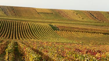 Une vigne en Champagne le 31 octobre 2013 (illustration).