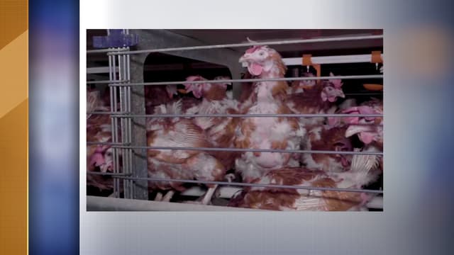 Certaines poules "n'ont plus accès ni à l'eau, ni à la nourriture distribuées dans les cages et sont donc assoiffées et affamées", déclarent les deux associations