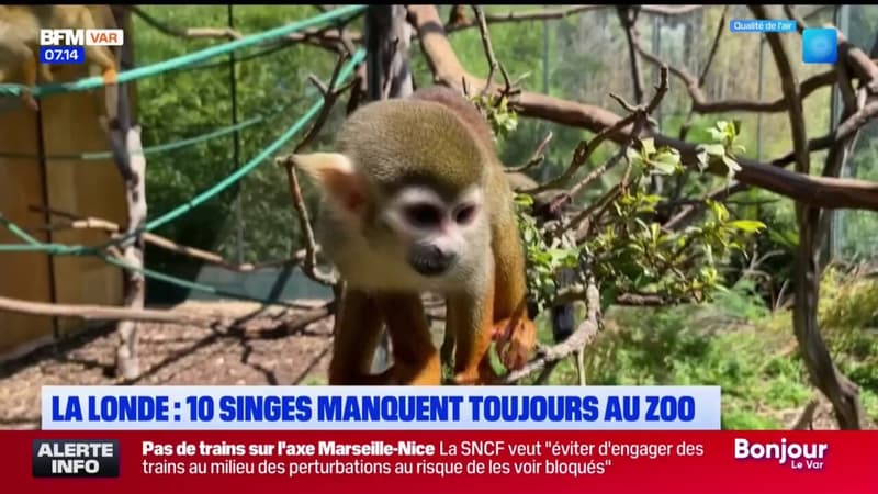 La Londe-les-Maures: dix singes du jardin zoologique sont toujours portés disparus