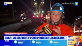 Ligne SNCF Marseille-Vintimille : un dispositif pour protéger les oiseaux
