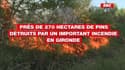 Près de 270 hectares de pins détruits par un important incendie en Gironde