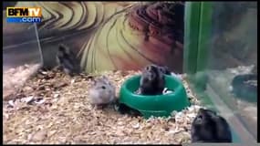 Quand un hamster s’amuse à faire des saltos arrières