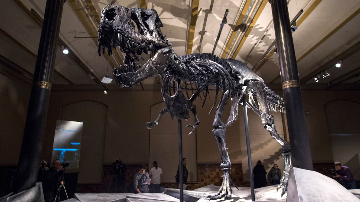 Squelette de tyrannosaure, au musée d'histoire naturelle de Berlin. Squelette de tyrannosaure, au musée d'histoire naturelle de Berlin.