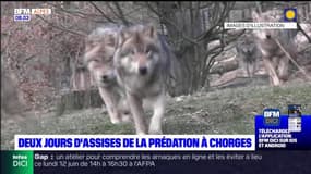 Hautes-Alpes:  les assises de la prédation se déroulent ce jeudi et ce vendredi à Chorges