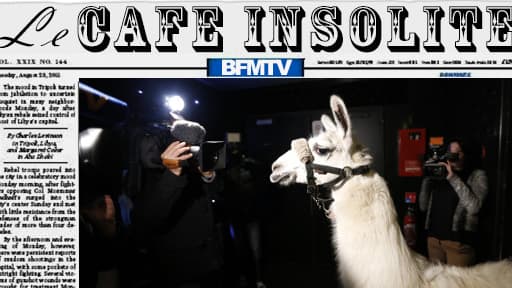 Chaque jour, toutes les infos insolites.