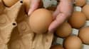 La justice belge examine jeudi les responsabilités dans le scandale des œufs contaminés au Fipronil 