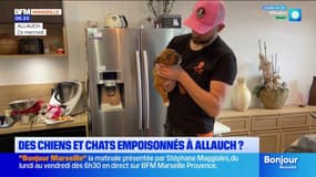 Allauch: des chiens et chats empoisonnés dans la commune?