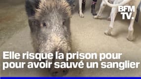 #SauvezRillette: le combat d'Élodie pour sauver son sanglier menacé d'euthanasie