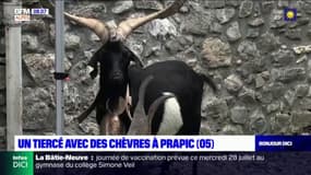Hautes-Alpes: un tiercé avec des chèvres organisé à Prapic