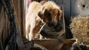 Le film "Mes vies de chien"