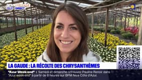 La Gaude: derniers préparatifs dans cette exploitation de chrysanthèmes