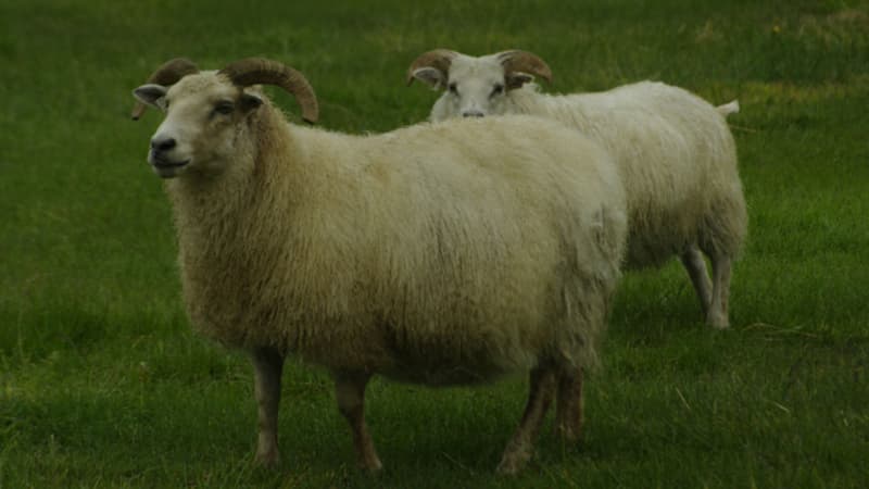 Des moutons ont été maîtrisés par les policiers sur la nationale 10 mardi. Photo d'illustration