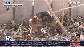 Cet adorable bébé pudu vient de naître au parc zoologique de Paris