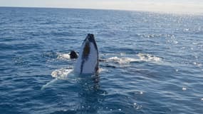 Un baleineau à bosse a été relâché en pleine mer, en Australie, jeudi 10 juillet 2014.