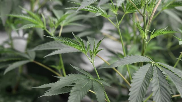 Paris Un Bebe De 9 Mois Intoxique Au Cannabis