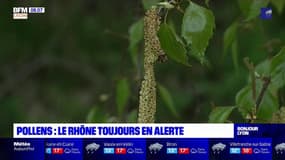 Pollen: le Rhône en alerte maximale, le niveau de risque d'allergie très élevé