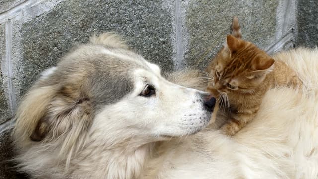 Un chien et un chat