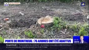 Paris: 76 arbres ont été abattus porte de Montreuil, la mairie se justifie 