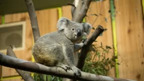 Photo transmise par A handout la Royal Zoological Society of Scotland (RZSS) le 10 août 2018, montrant Tanami, koala de 19 mois dans son enclos dans le zoo d'Edimbourg le 9 août 2018 après son voyage depuis Düsseldorf.