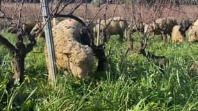 Le troupeau d'une bergère varoise a été attaqué par des loups. 
