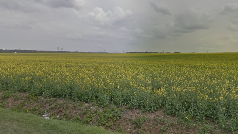 Un champ de colza, à Chelles, où a été retrouvé le corps de Perrine Vigneron (image d'illustration)