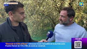 Alpes-Maritimes: top départ pour la récolte des olives dans le département