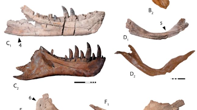 Comparaisons entre des éléments osseux du Tyrannosaurus mcraensis (lettres avec en indice le chiffre 1) et du Tyrannosaurus rex (lettres avec en indice le chiffre 2).