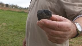 La production de truffes prend un coup de chaud.