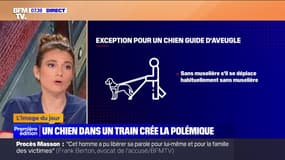 L'image du jour : Un chien dans un train crée la polémique - 27/02