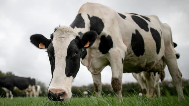 Elevage de vaches normandes à proximité de Rouen, le 15 octobre 2019.