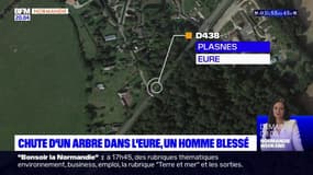 Eure: un homme blessé après la chute d'un arbre